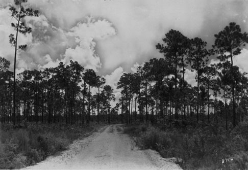 The Model Land Company built Ingraham Highway from Florida City through Royal Palm State Park to Flamingo in 1916-1922. The rock/mud road was nearly impassable until the Park Service rerouted and rebuilt it after 1947. Ingraham Highway, 1929. HMSF, Claude Matlack Collection. 151-50