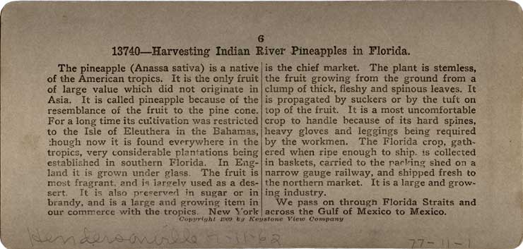 Harvesting pineapples in southern Florida. Meadville, PA : Keystone View Co., 1909. Image number 1977-011-1-back