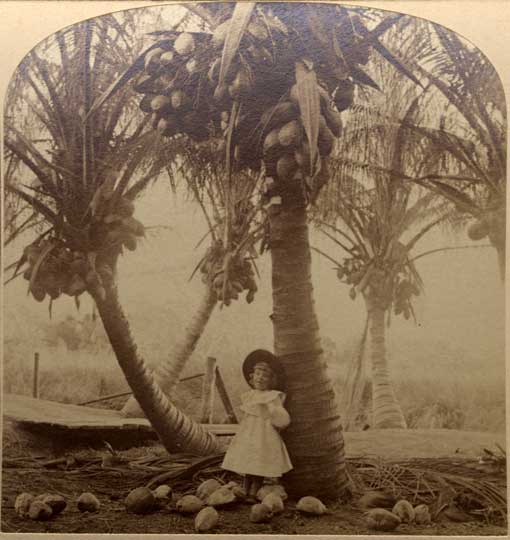 [Girl under a coconut palm, circa 1910.] Image number 1977-011-2