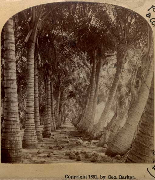 Florida--Avenue of Cocoanut Palms. Niagara Falls, NY : Geo. Barker, 1891. Image number 1983-092-2