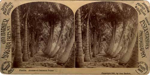 Florida--Avenue of Cocoanut Palms. Niagara Falls, NY : Geo. Barker, 1891. Image number 1983-092-2