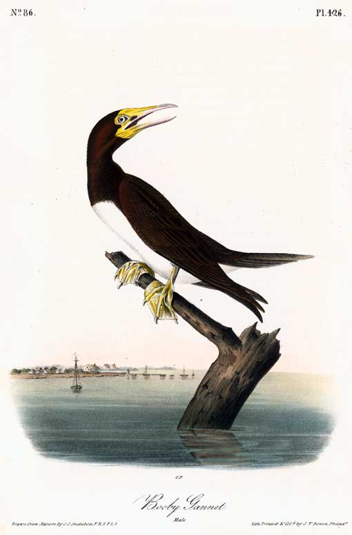 Caption on plate: Booby Gannet. Drawn by John James Audubon, engraved by Robert Havell. This bird was painted in the Dry Tortugas on May 14, 1832. Lehman's background is possibly Indian Key. First Edition Print 