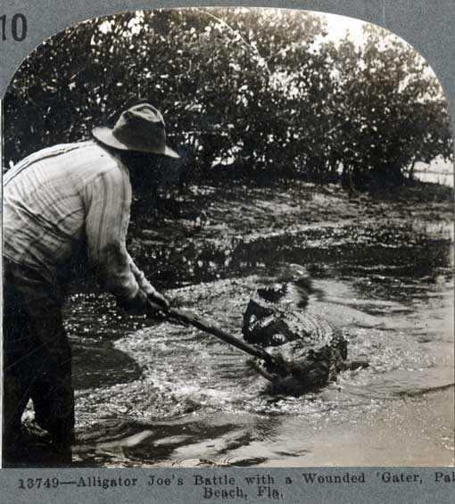 Alligator Joe's battle with a wounded 'gater, Palm Beach, Fla. Meadville, PA : Keystone View Co., [1905] Image number 1989-002-10 William B. Frazee (a.k.a. Alligator Joe) ran the first alligator farms in West Palm Beach and Miami.