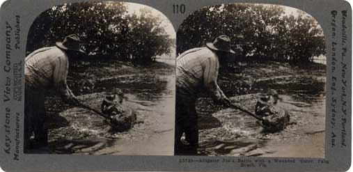 Alligator Joe's battle with a wounded 'gater, Palm Beach, Fla. Meadville, PA : Keystone View Co., [1905] Image number 1989-002-10