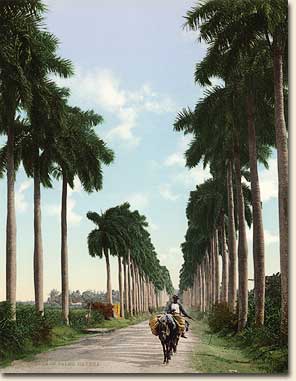 William Henry Jackson, 1843-1942. Avenue of Palms, Havana. Detroit: Detroit Photographic Co., ca. 1903. The towering, majestic trees of the Caribbean have long been prized for their beauty and usefulness. Numerous species of palms exist in the Caribbean. Tall Royal Palms were planted along many streets and roads in Cuba and became a symbol of the island. Image no. 1993-468-3