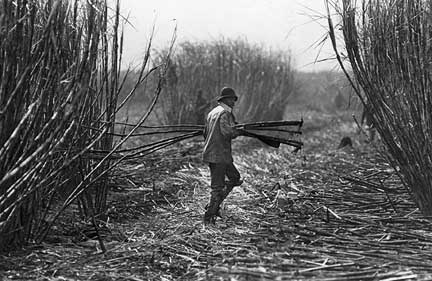 Black workers contributed to the farms’ success. At first, African American seasonal laborers worked the fields. During World War II and until 1995, Blacks from the Bahamas and the Caribbean provided migrant labor. HMSF, Miami News Collection. 1995-277-9154.