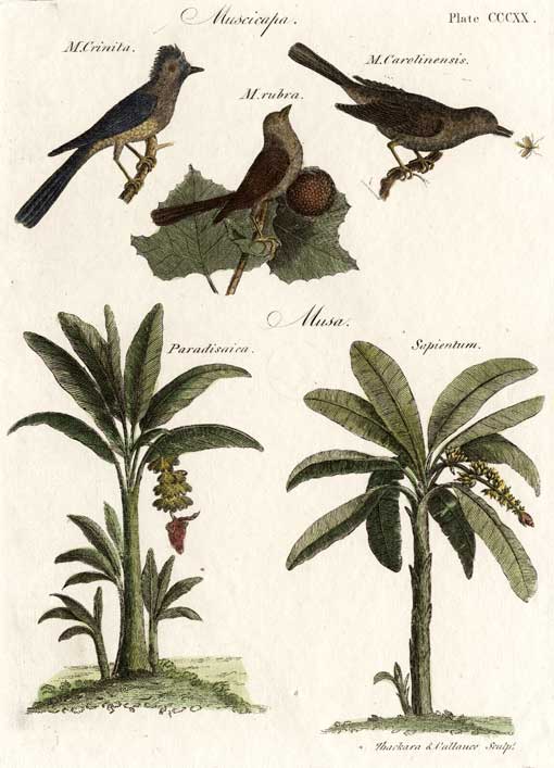 Muscicapa [and] musa / [engraved by] Thackara & Vallance. Philadelphia? : Thackara & Vallance?, 1798. Clockwise from top left : M. Crinita (Great Crested Flycatcher), M. rubra (Summer Tanager), M. Carolinensis (Grey Catbird), Musa Sapientum (plantain plant), Musa Paradisaica (banana plant). The birds in this plate are copied from engravings in The Natural History of Carolina, Florida, and the Bahama Islands, by Mark Catesby. The bird in the center, a Summer Tanager, is colored a drab brown on this plate, but is actually a brilliant scarlet.