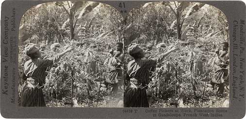 Coffee pickers at work : plantation scene in Guadeloupe, French West Indies. Meadville, PA : Keystone View Co., [1899] Image number 1998-529-2
