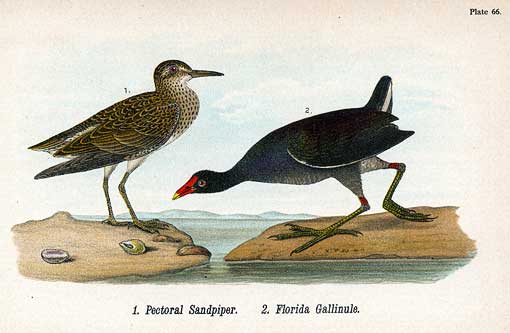 Copied from the Octavo Edition. From Report on the Birds of Pennsylvania, by Benjamin Harry Warren. Harrisburg: E. K. Meyers, 1890. Plate 66. Caption on plate: 1. Pectoral Sandpiper. 2. Florida Gallinule. Audubon's prints have been reproduced often since they were first published. This example combines two pictures from the Octavo Edition into one illustration.