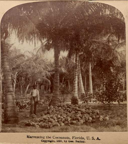 Harvesting the cocoanuts, Florida, U.S.A. [New York?] : Strohmeyer & Wyman, c1891. Image number 1997-566-1