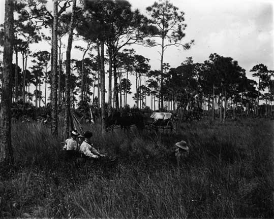 Coconut Grove tourists resting in pine woods. ca. 1890. HMSF, Ralph Munroe Collection. 1A.