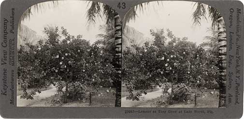 Lemons as they grow at Lake Worth, Fla. Meadville, PA : Keystone View Co., [ca. 1900] Image number 2000-235-1