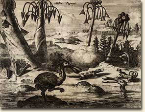 John Ogilby, 1600-1676. Flora and Fauna of the Netherlands Antilles. London: Printed by the author, 1671. Artists' attempts to illustrate the varied flora and fauna of the New World for curious European audiences sometimes resulted in fanciful representations. When relying on verbal descriptions from travelers and their own imagination, artists often produced images that were both awesome and amusing. This print is from John Ogilby's America: Being the Latest, and Most Accurate Description of the New World (1671). Ogilby copied the images from Arnoldus Montanus's De Nieuwe en onbekende weereld (Amsterdam, 1671). Image no. 2004-201-2