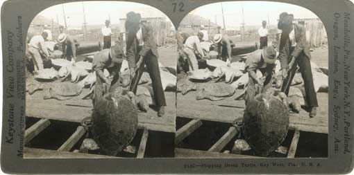 Shipping green turtle, Key West, Fla., U. S. A. New York : Keystone View Company, [ca. 1910] Image number 2006-639-4