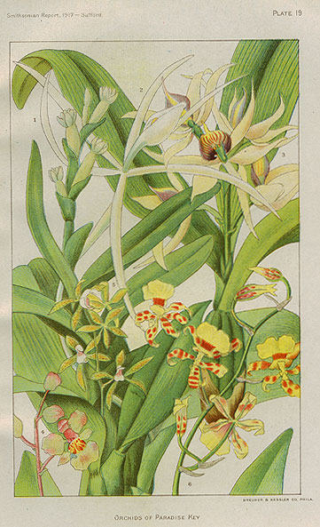 “Orchids of Paradise Key.” Plate from Natural History of Paradise Key and the near-by Everglades of Florida. 1919.