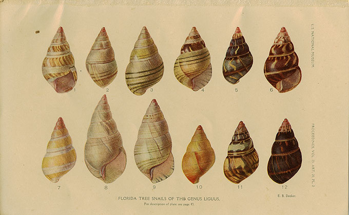 Collectors removed so many palms, orchids, and Liguus tree snails that they became endangered or extinct. Some collectors would burn a hammock after gathering all the Liguus or orchids, to ensure that their collections contained the only varieties that exist. This practice is now illegal. Plate from “The Florida Tree Snails of the Genus Liguus,” by Charles Torrey Simpson. Proceedings of the United States National Museum, v. 73, no. 20 (1929).