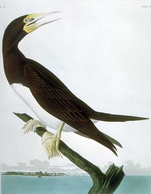 Drawn by John James Audubon, engraved by Robert Havell. This bird was painted in the Dry Tortugas on May 14, 1832. Lehman's background is possibly Indian Key. Second Edition Print 