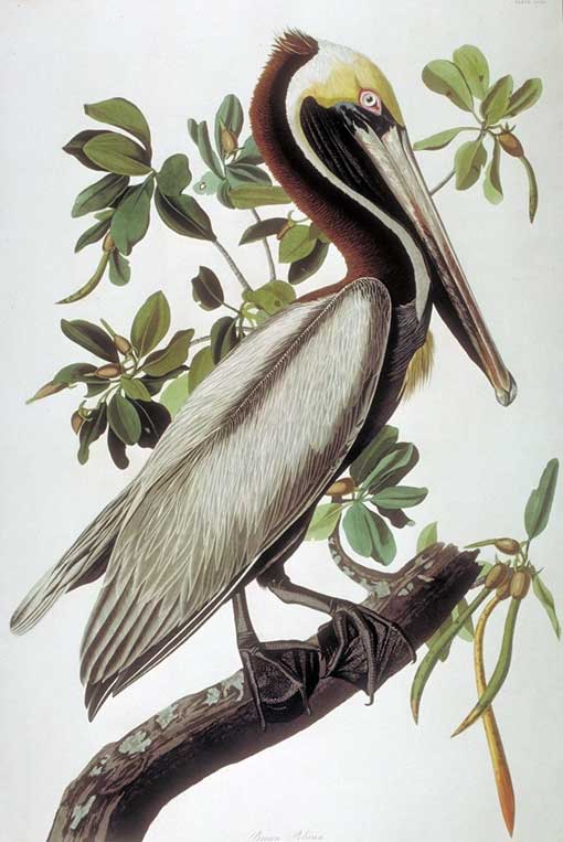This mature Brown Pelican was probably painted in the Florida Keys in April or May, 1832. Lehman drew the red mangrove branch. 