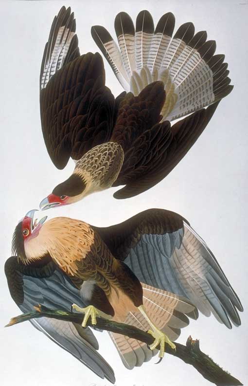Caption on plate: Brazilian Caracara Eagle. After Audubon unsuccessfully hunted a single Caracara for several days, one of his assistants, Lehman or Ward, shot it. This double portrait was made of that bird in St. Augustine on November 27, 1831. This South American species, Mexico's national bird, can be found in the United States only in Florida and Texas. 