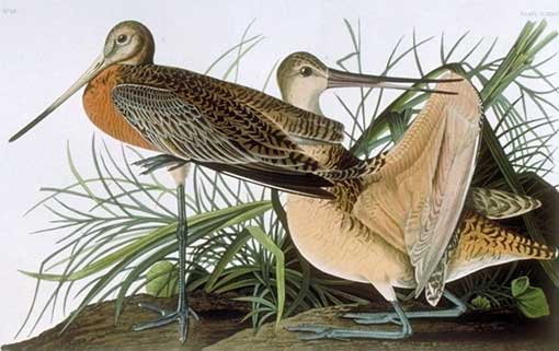 Caption on print: Great Marbled Godwit. The standing bird was drawn at Sandy Key on May 31, 1832. The preening bird had previously been drawn in Louisiana in 1821. 