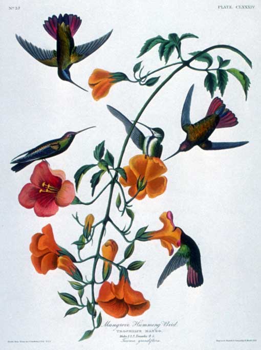 Caption on print: Mangrove Hummingbird. Dr. Strobel sent three male hummingbirds to John Bachman. He then forwarded them to Audubon with two female skins and Maria Martin's painting of a trumpet-creeper. Audubon made the final painting after July 1832. The American Ornithological Union believes all the skins were of birds living in South America, and has not accepted Strobel's sighting as a North American record. 