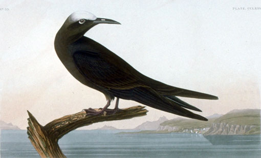 Caption on print: Noddy Tern. The Brown Noddy was painted on May 11, 1832, on Noddy Key in the Dry Tortugas. Havell's background has no resemblance to the Tortugas and Keys. The eggs 