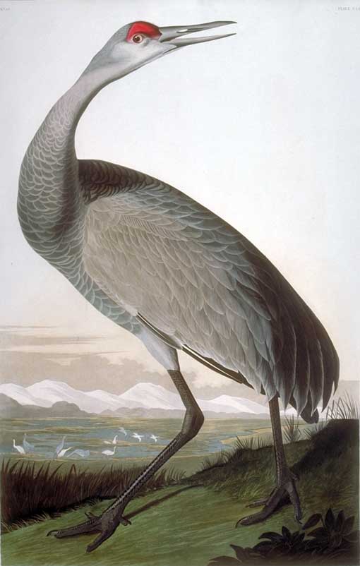 Caption on print: Hooping Crane. The painting from which this print was made was done in Boston during the winter of 1832-33, using a living crane as the model. Audubon's background is intended to be of Florida sandhills.