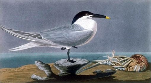 Audubon painted the Sandwich Tern in the Keys on May 26, 1832. 