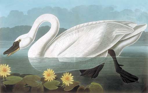 Caption on print: Common American, Swan Audubon painted this swan in London in 1838. He wanted the yellow water lillies to be named Nymphea leitnernia after Edward F. Leitner, a German botanist killed by Seminoles in 1838. 