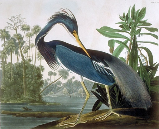 Caption on plate: Louisiana Heron “On the 29th of April, while wading around a beautiful key of the Floridas, in search of certain crustaceous animals called the sea Crayfish [Florida lobster], my party and I suddenly came upon one of the breeding places of the Louisiana Heron.” This bird was painted the same day. Lehman’s background is said to be of a Florida Key. It better resembles the land around the Bulow plantation in northeast Florida.