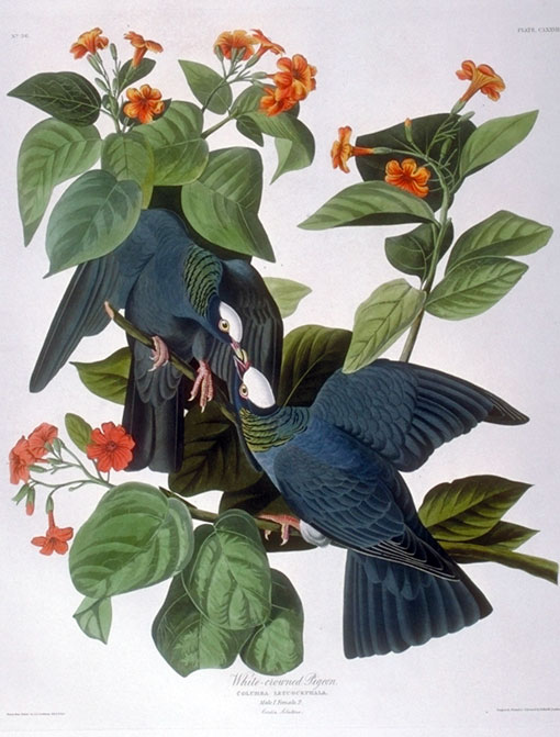 The White-crowned Pigeon was painted on Indian Key in April 1832. The pigeons had recently arrived from Cuba, where they winter. George Lehman painted the Geiger tree, a tropical plant named for Key West wrecker John H. Geiger. In 1960 the Geiger House was purchased by Mitchell and Frances Wolfson, and restored as a house museum. Renamed the Audubon House, it commemorates Audubon's visit to the Keys. A legend arose when visitors assumed that Audubon stayed there, something the Audubon House does not claim. Audubon actually lived aboard a sailing ship, the Marion.