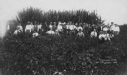 Crops planted on reclaimed land sprouted and grew vigorously, only to wither and die for lack of trace minerals. Sugar cane field, ca. 1912. 1976-089-2