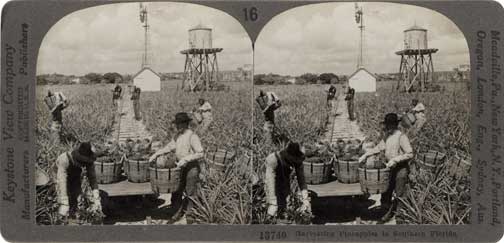 Harvesting pineapples in southern Florida. Meadville, PA : Keystone View Co., 1909. Image number 1977-011-1