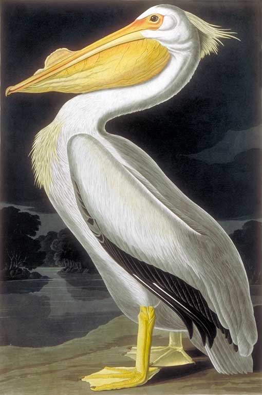 This American White Pelican was probably painted in Florida in 1831 or 1832. In North America, White Pelicans can best be seen in Florida during the winter or Salt Lake City during the summer. Lehman drew a second picture, not used in the elephant folio, showing the body in profile and the head towards the viewer.