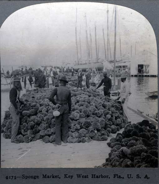 Sponge market, Key West Harbor, Fla. Meadville, PA : Keystone View Co., 1898] Image number 1985-156-1