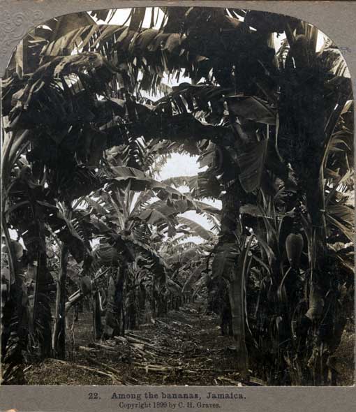 Among the bananas, Jamaica. Philadelphia, PA : C.H. Graves, 1899. Image number 1991-405-2