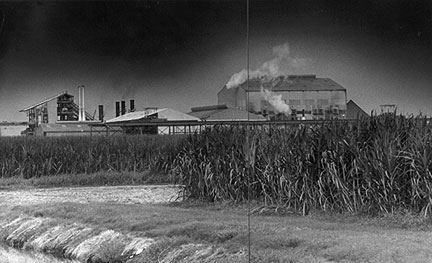 In 1961, Cuba stopped exporting sugar to the U.S., creating the opportunity for large sugar plantations to thrive south of the Lake. Pastures and vegetable fields were converted to sugarcane. HMSF, Miami News Collection. 1995-227-9455.