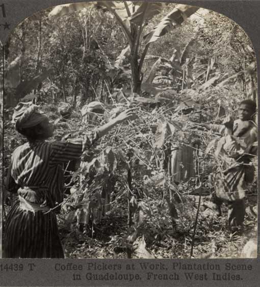 Coffee pickers at work : plantation scene in Guadeloupe, French West Indies. Meadville, PA : Keystone View Co., [1899] Image number 1998-529-2