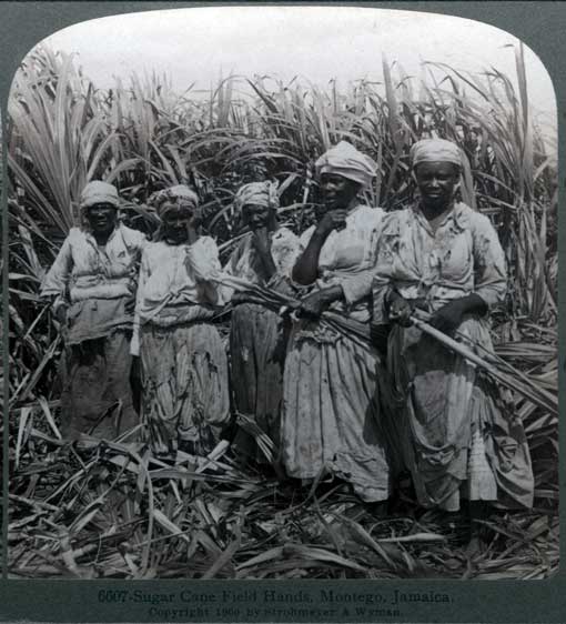 Sugar Cane field hands, Montego, Jamaica, W.I. New York : Underwood & Underwood, 1900. Image number 1995-530-17