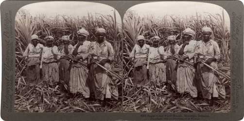 Sugar Cane field hands, Montego, Jamaica, W.I. New York : Underwood & Underwood, 1900. Image number 1995-530-17