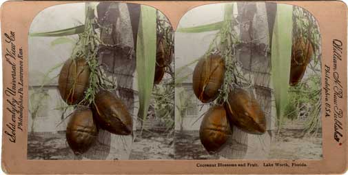 Cocoanut Blossoms and Fruit, Lake Worth, Florida. Philadelphia, PA : William H. Raw, [1900] Image number 2006-243-1 Hand tinted.