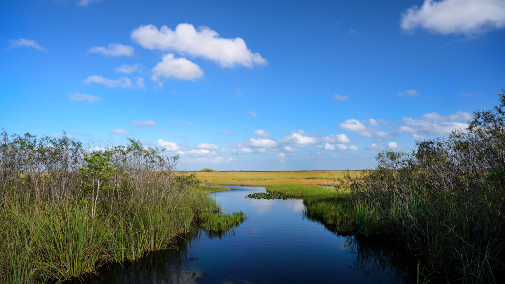 View of the Everglades. Water flows in the center and has trees on either side; sawgrass can be seen in the distance with a blue sky and white puffy clouds. Image courtesy of GMCVB/miamiandbeaches.com