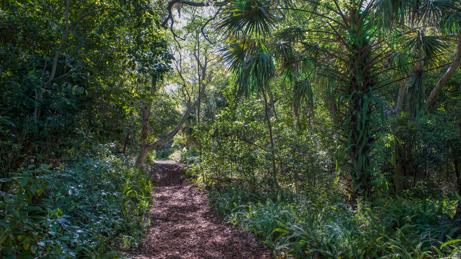 View of a hiking trail surrounded by green trees and wild shrubbery. A mulched patch is seen in the center with some sky peeking out behind the trees. Image courtesy of GMCVB/miamiandbeaches.com
