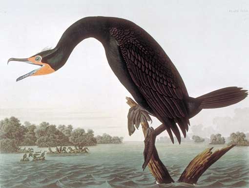 Caption on plate: Florida Cormorant 
