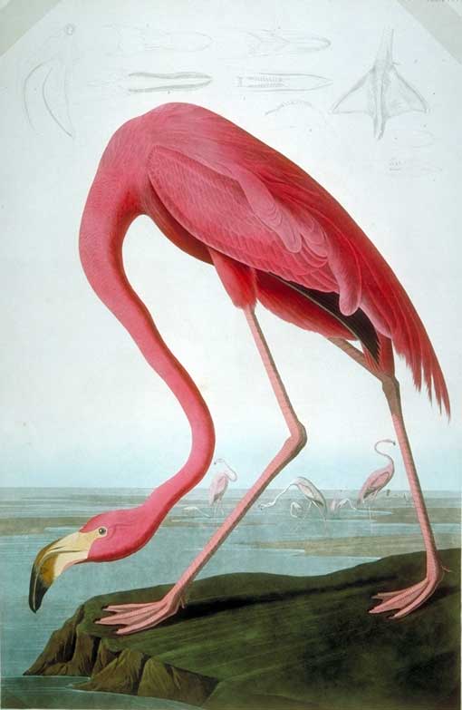 Audubon painted this tropical bird in Key West in May, 1832. George Lehman's branch is of a seven-year-apple. 
