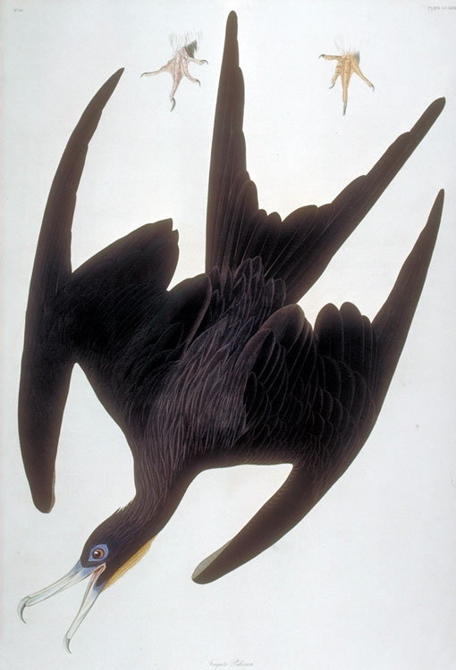 Magnificent Frigatebird Caption on print: Frigate Pelican. This bird was painted in Key West in May, 1832. 