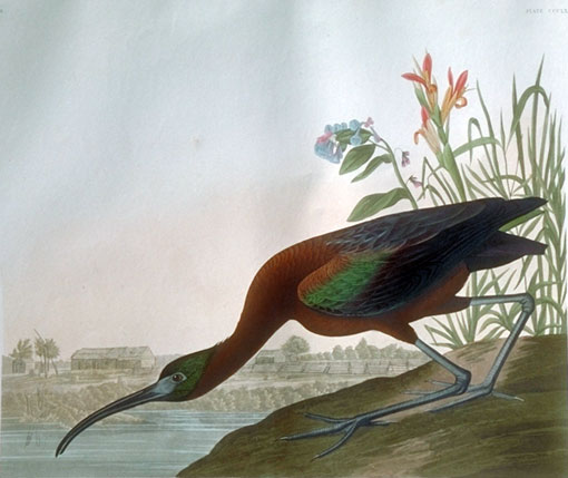 The Glossy Ibis naturally colonized North America during Audubon's lifetime. George Ord shot the first recorded bird in 1817 near Great Egg Harbor, New Jersey, and Alexander Wilson first described it the same year. Audubon saw Glossy Ibis only once, when he obtained a specimen near St. Augustine on January 16, 1832. The painting upon which the plate is based, however, was done in Charleston during the winter of 1836-37. 