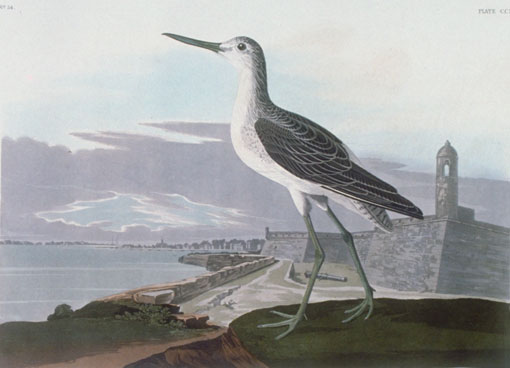 View: Castillo de San Marcos, Saint Augustine, Caption on print: Greenshank. For the background of this print, Audubon used Lehman's 1831 drawing of the Castillo de San Marcos in St. Augustine. Many believe Audubon saw a Greater Yellowlegs rather than a Greenshank. The bird was probably painted in 1835. 