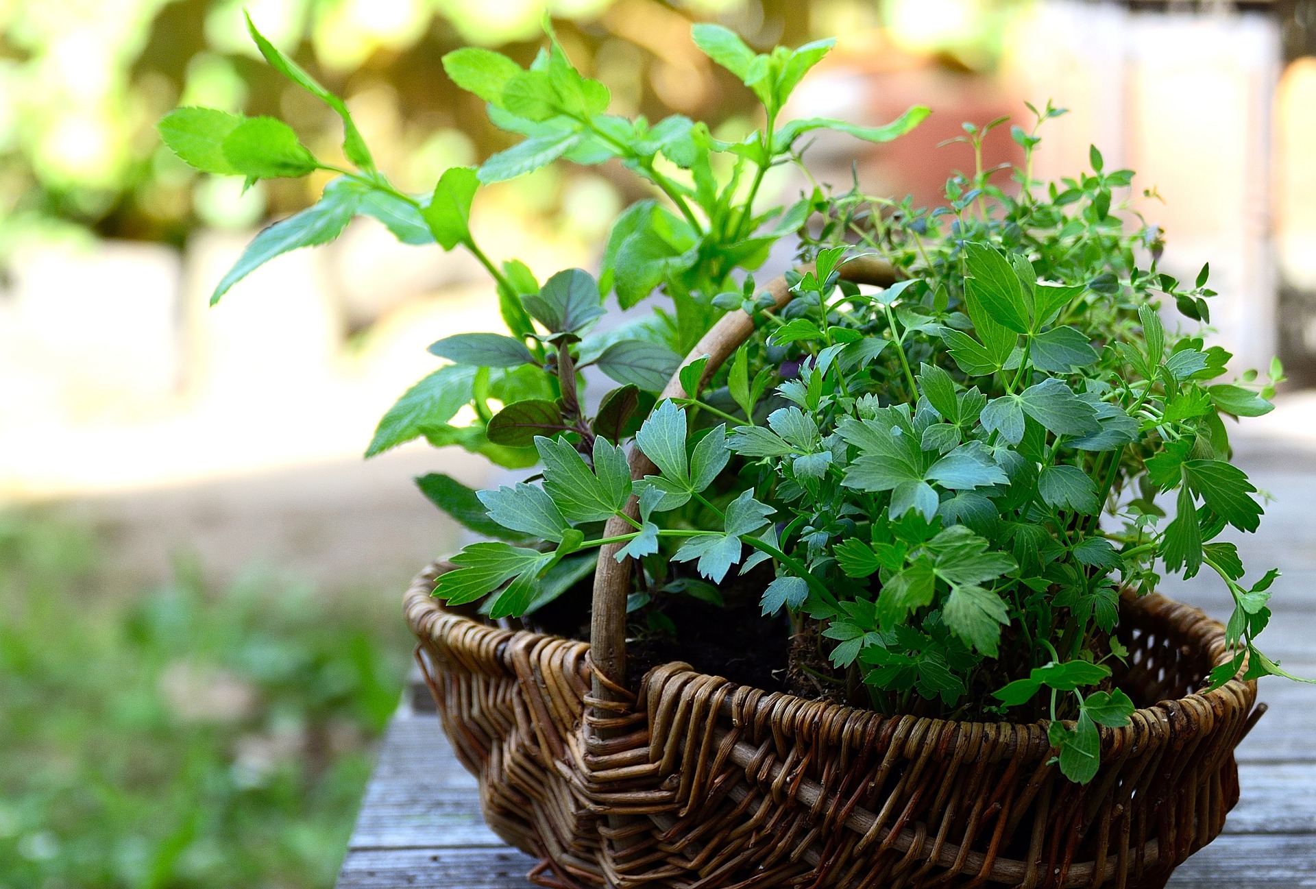 Cultural Encounter: Garden, Cook, and Create with Herbs
