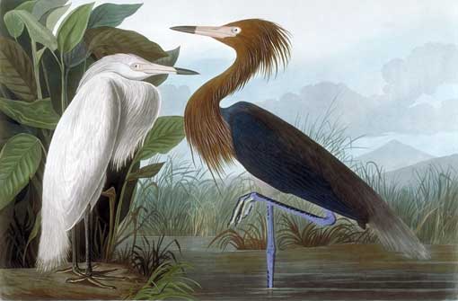 Caption on print: Purple Heron. Audubon drew the birds and the background in the Florida Keys during April of 1832. 